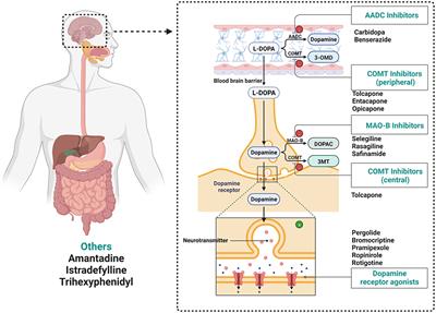 Interactions between gut microbiota and Parkinson's disease: The role of microbiota-derived amino acid metabolism